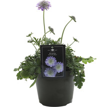 Scabieuse colombaire FloraSelf Scabiosa 'Butterfly Blue' h 10-20 cm Co 1,5 l-thumb-1 Scabieuse colombaire FloraSelf Scabiosa 'Butterfly Blue' h 10-20 cm Co 1,5 l-thumb-1
