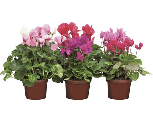 Cyclamen FloraSelf Cyclamen Patio 'Super Serie' h 20-25 cm pot Ø 10,5 cm