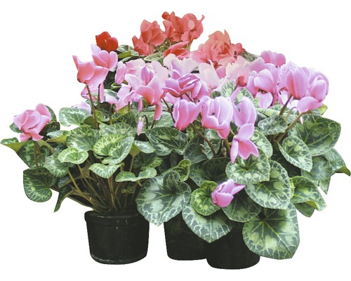 Zimmer Alpenveilchen in Töpfen