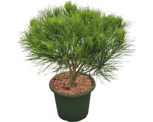 Japanische Zwerg-Rotkiefer Botanico Pinus densiflora 'Alice Verkade' H 30-40 cm Co 6 L