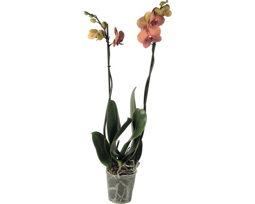 Orchidee im Topf