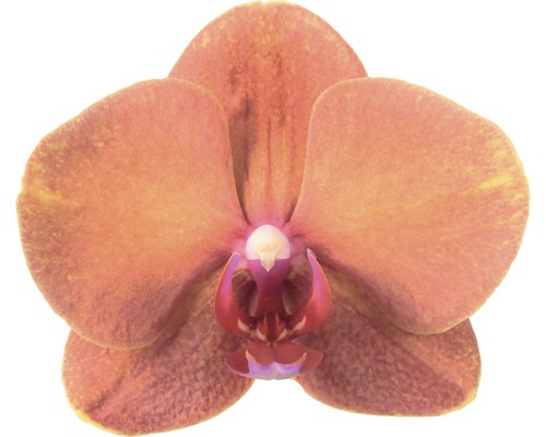 Nahaufnahme einer einzelnen Orchideenblüte