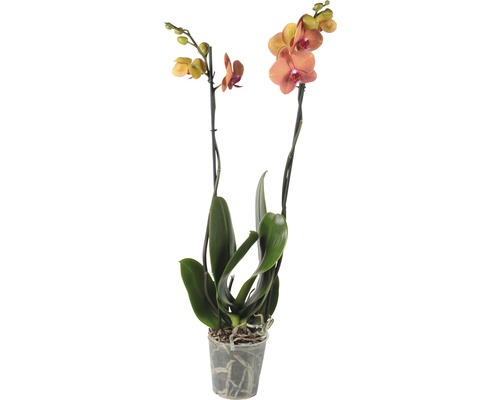 Orchidée papillon FloraSelf Phalaenopsis multiflora 'Surfsong' H 55-70 cm pot Ø 12 cm 2 panicules