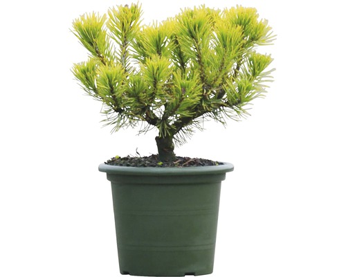 Wintergelbe Bergkiefer Pinus mugo 'Carstens Wintergold' 20-25 cm