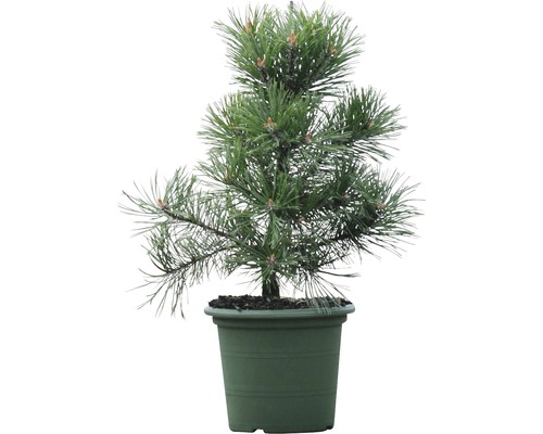 Gnomenkiefer Pinus mugo 'Gnom' 30-40 cm