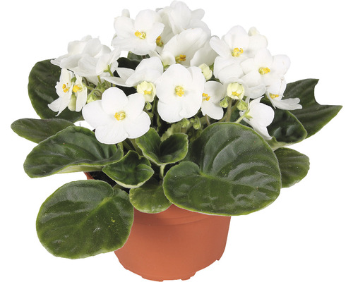 Saintpaulia ionantha mélange FloraSelf Saintpaulia h 20 cm pot Ø 12 cm sélection aléatoire de la variété