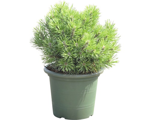 Kugelkiefer Pinus mugo 'Mops' 20-25 cm
