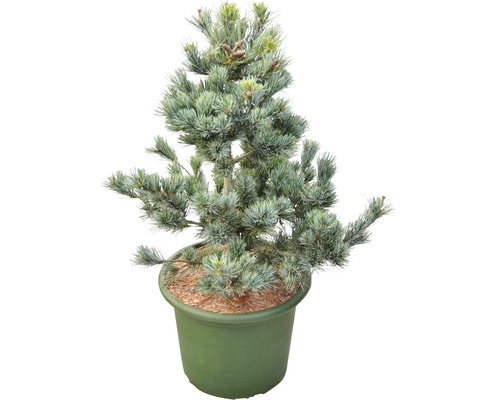Mädchenkiefer Pinus parviflora 'Negishi' 60-70 cm