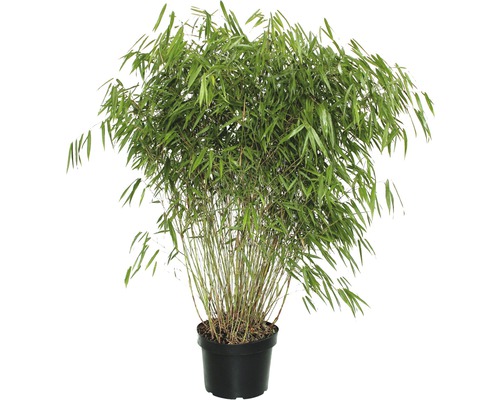 Bambou FloraSelf Asian Wonder 80-100 cm