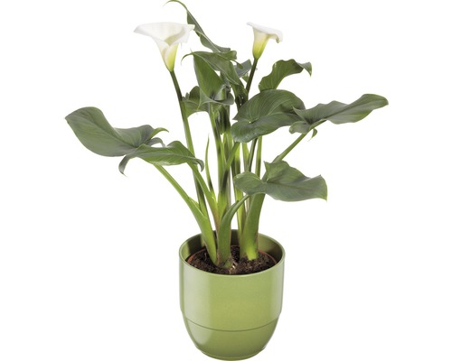 Arum FloraSelf® Zantedeschia aetiopica assorti pot de 14 cm