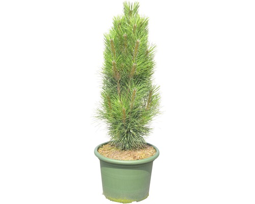 Pin noir en colonne Botanico Pinus nigra 'Green Tower' H 40-60 cm Co 15 L Pin en pot