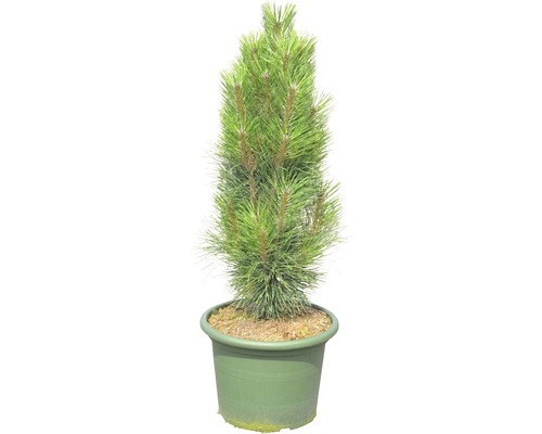 Schwarzkiefer Pinus nigra 'Green Tower' 40-60 cm