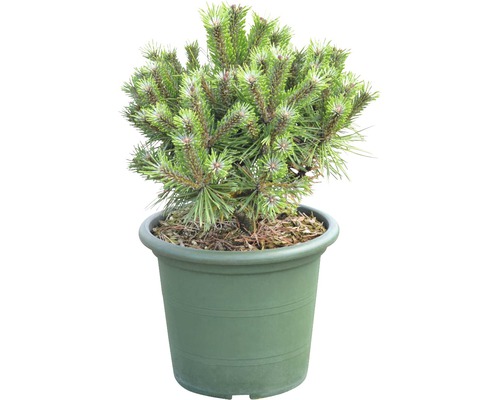 Kiefer im Topf