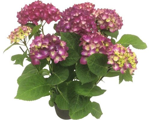 Hortensia FloraSelf Hydrangea macrophylla pot de 15 cm lilas