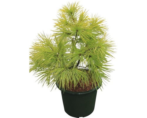 Gelbe Lärche im Topf für den Garten