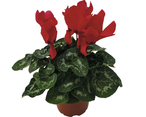 Cyclamen en pot avec fleurs rouges et feuilles vertes