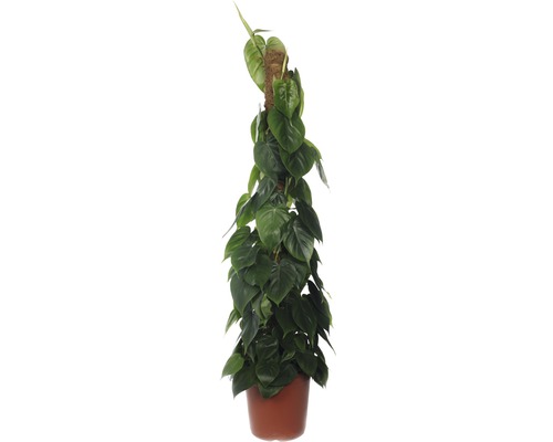 Philodendron FloraSelf Philodendron scandens 120-125 cm