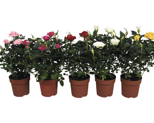 Verschiedene Rosen in Töpfen