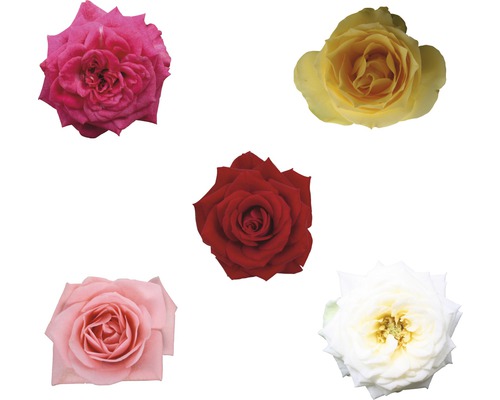Fünf Rosenblüten in verschiedenen Farbtönen