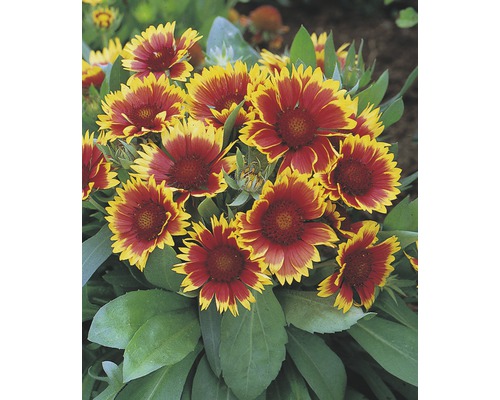 Gaillarde vivace FloraSelf Gaillardia aristata 'Kobold' Co 3 l