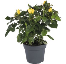 Zimmerrose FloraSelf Rosa Hybride 'Elouise' H 20-25 cm Ø 13 cm Topf gelb-thumb-0 Zimmerrose FloraSelf Rosa Hybride 'Elouise' H 20-25 cm Ø 13 cm Topf gelb-thumb-0