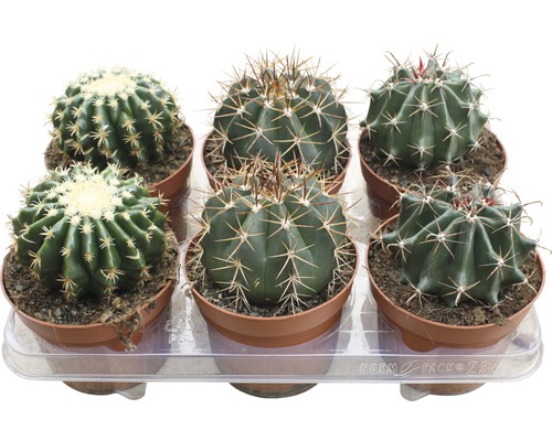 Six cactus en pots sur un plateau transparent