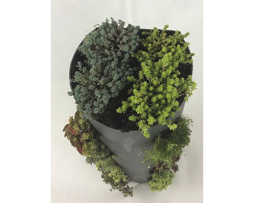 Pot planté avec différentes plantes grasses