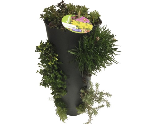 Pot de fleurs planté de diverses plantes alpines