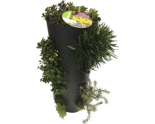 Tour plantée avec différentes plantes vertes dans un pot noir