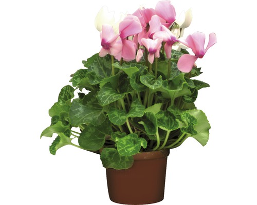 Zyklame mit rosa-weissen Blüten im Topf