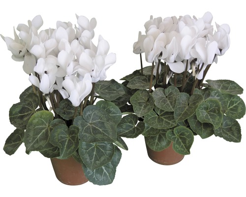 Zwei weisse Alpenveilchen im Topf