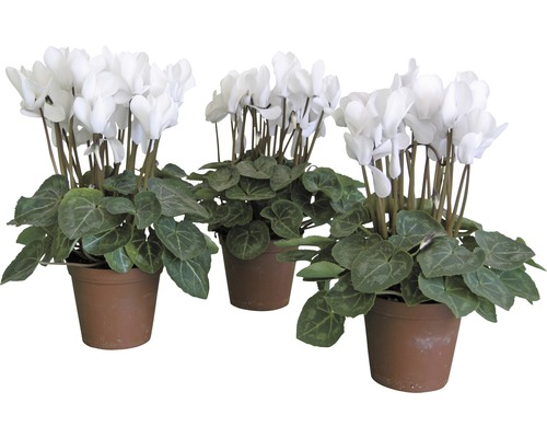 Drei weisse Alpenveilchen in Töpfen