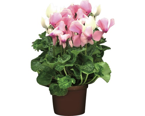 Zyklame im Topf mit Blüten