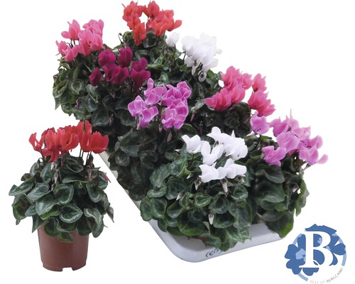 Verschiedenfarbige Alpenveilchen im Topf und in einer Schale