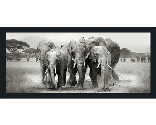 Tableau encadré Troupeau d'éléphants 60x130 cm