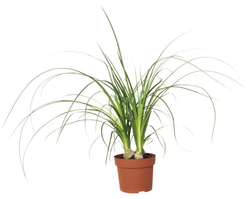 Noline recourbée, arbre-bouteilles, cyperus à feuilles alternes - Beaucarnea recurvata 'Nolina' H 35-45 cm pot Ø 17 cm