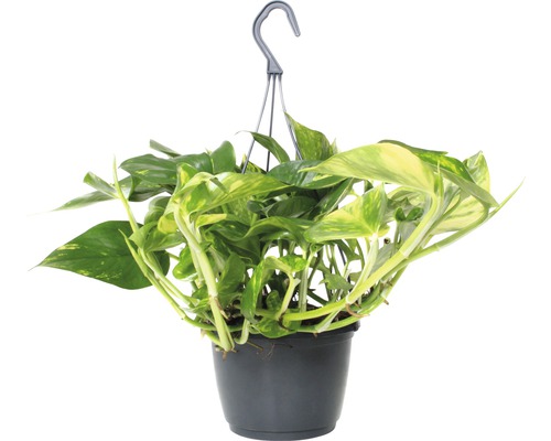 Pothos FloraSelf Scindapsus aureum H 34-45 cm pot de Ø 15 cm