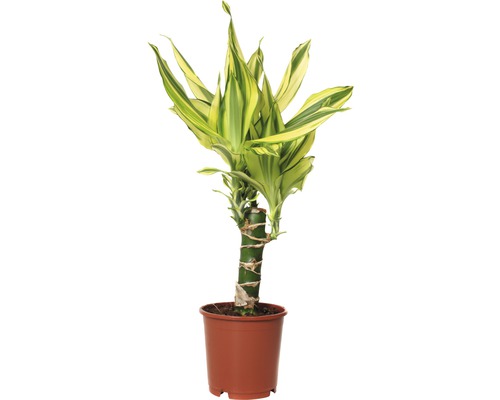 Dragonnier FloraSelf Dracaena fragrans 'Yellow Coast' H 40-50 cm pot de Ø 11 cm