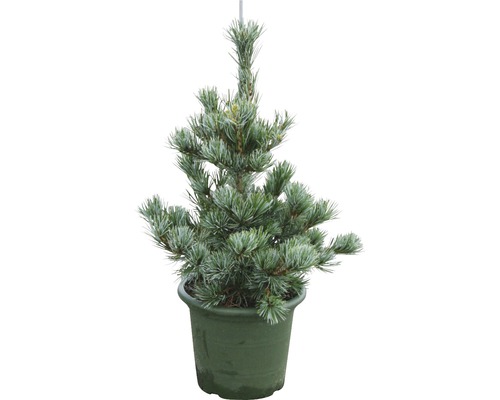 Mädchenkiefer Pinus parviflora 'Negishi' 25-50 cm