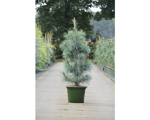 Weymouth-Kiefer FloraSelf Pinus strobus 'Densa Hill' 80/100cm Co 15L