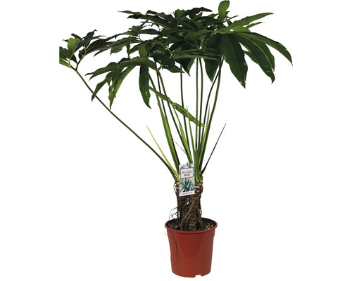 Philodendron FloraSelf Philodendron-Cultivars 'Fun Bun' H 110-130 cm pot Ø 32 cm