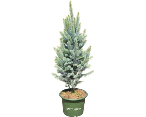 Blaue Stechfichte FloraSelf Picea pungens 'Iseli Fastigiate' H 70-80 cm Co 15 L Blaufichte im Topf