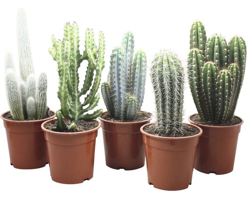 Cinq cactus en pot