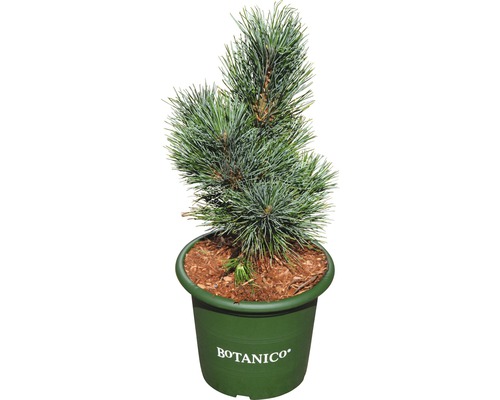 Pin cembro FloraSelf Pinus cembra 'Glauca' H 20-25 cm pot 3,7 l