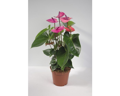 Anthurium plante d''intérieur en pot