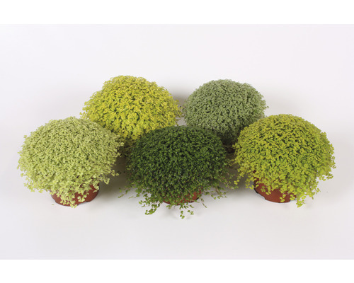 Fünf verschiedene Topfmoospflanzen in einer Reihe