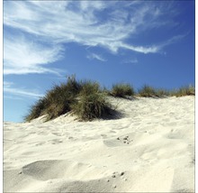 Dünenlandschaft mit Gras unter blauem Himmel