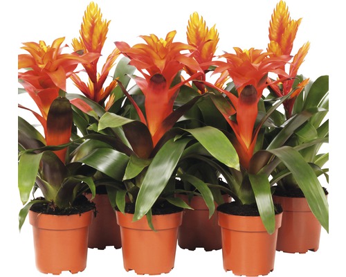 Bromelie FloraSelf Bromelia-Cultivars sortiert H 43-53 cm Ø 12 cm Topf rot Mehrere Bromelienpflanzen mit Blütenständen in Tontöpfen