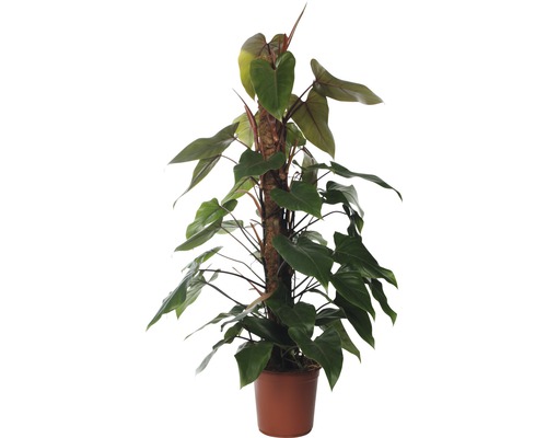 Philodendron rouge FloraSelf® 'Red Emerald' 120-125 cm