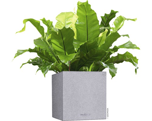 Fougère nid d''oiseau dans un pot de fleurs gris